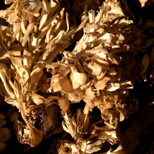 01BEF9DC-FAEC-4A79-82FE-712E836578D7_1_105_c